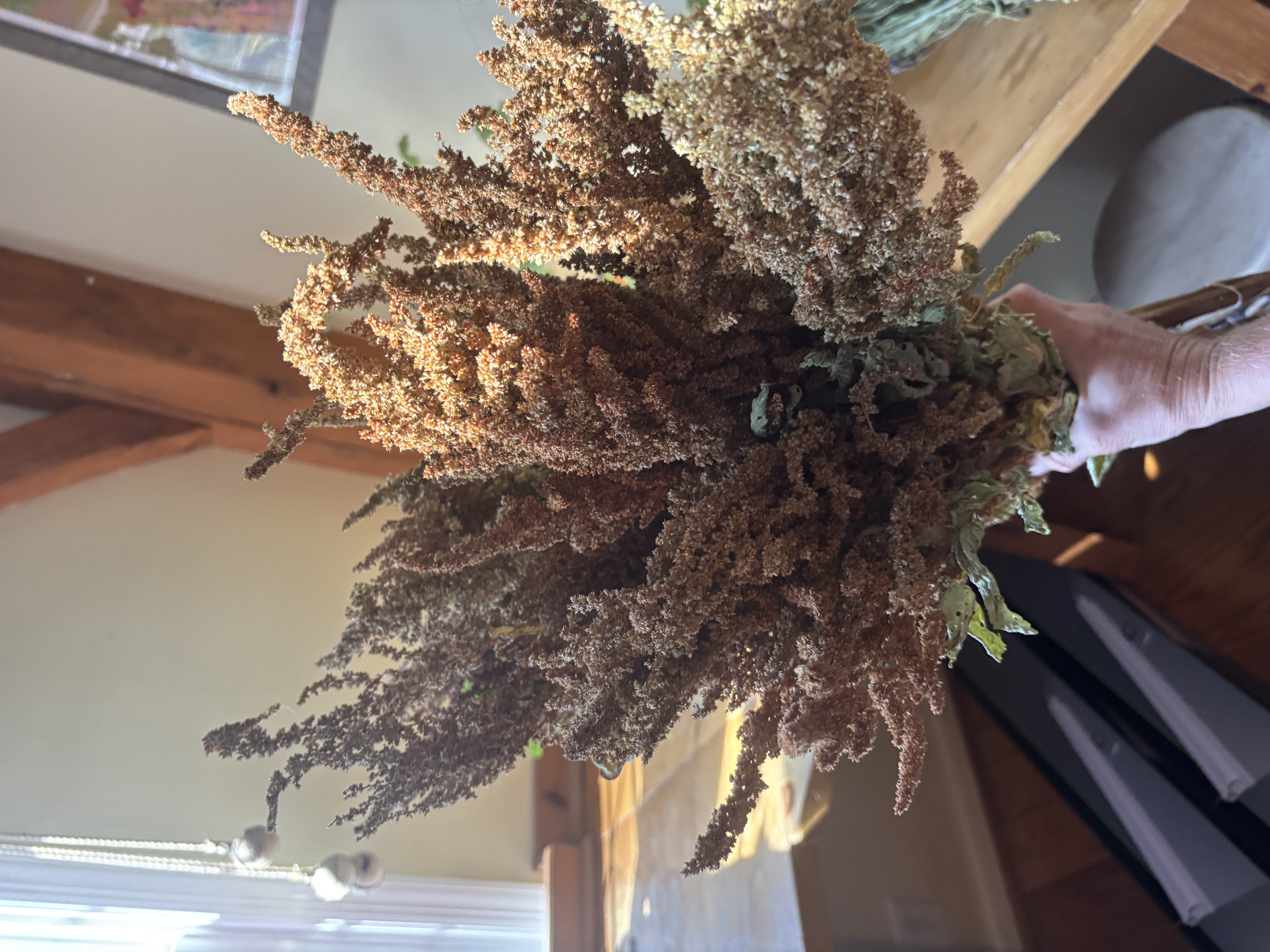 AMARANTHUS cruentus Autumn's Touch
