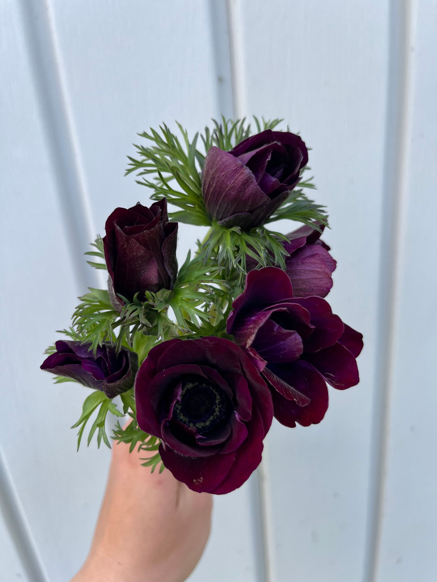ANEMONE coronaria Mistral Bordeaux