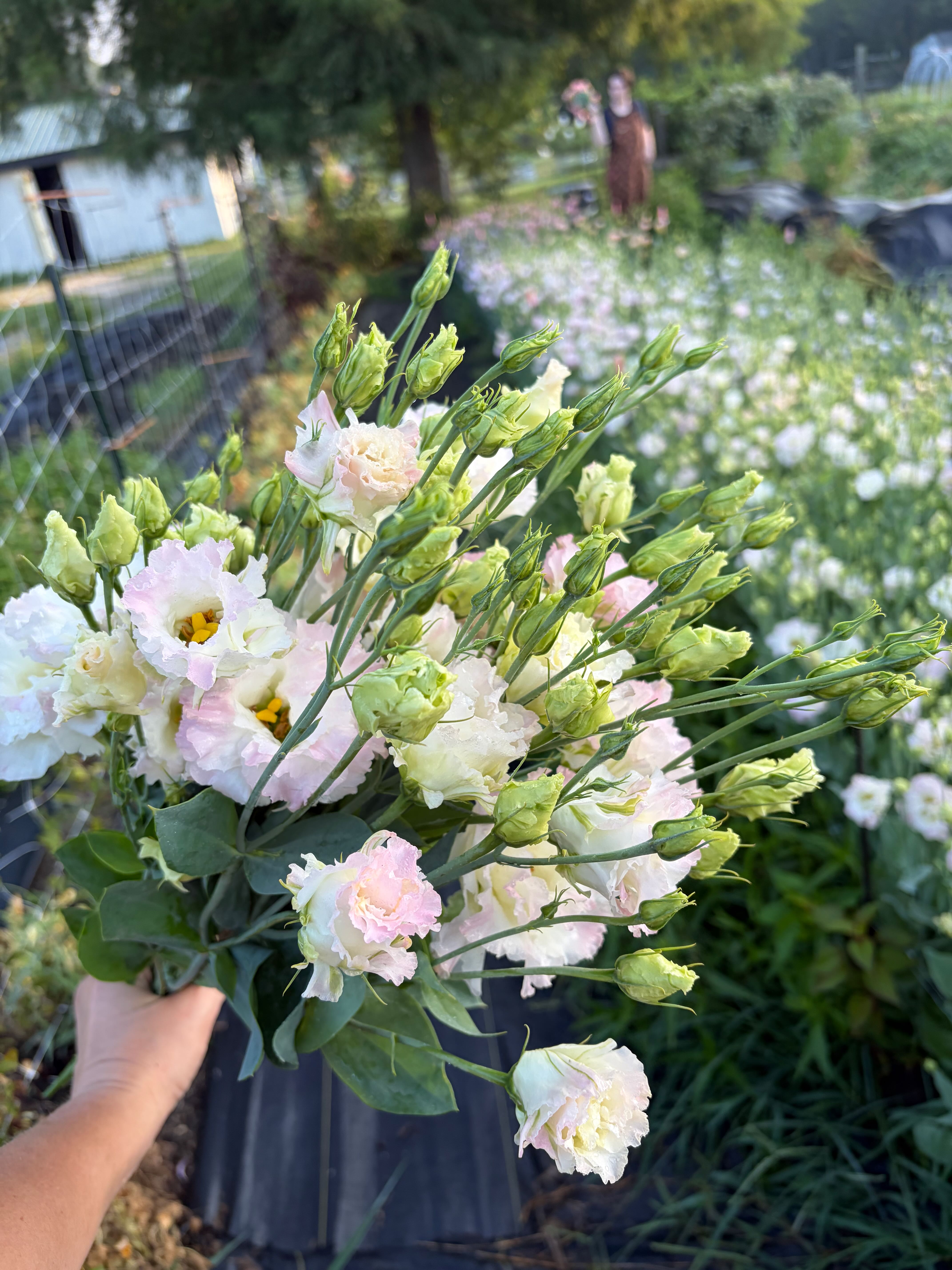 EUSTOMA grandiflorum