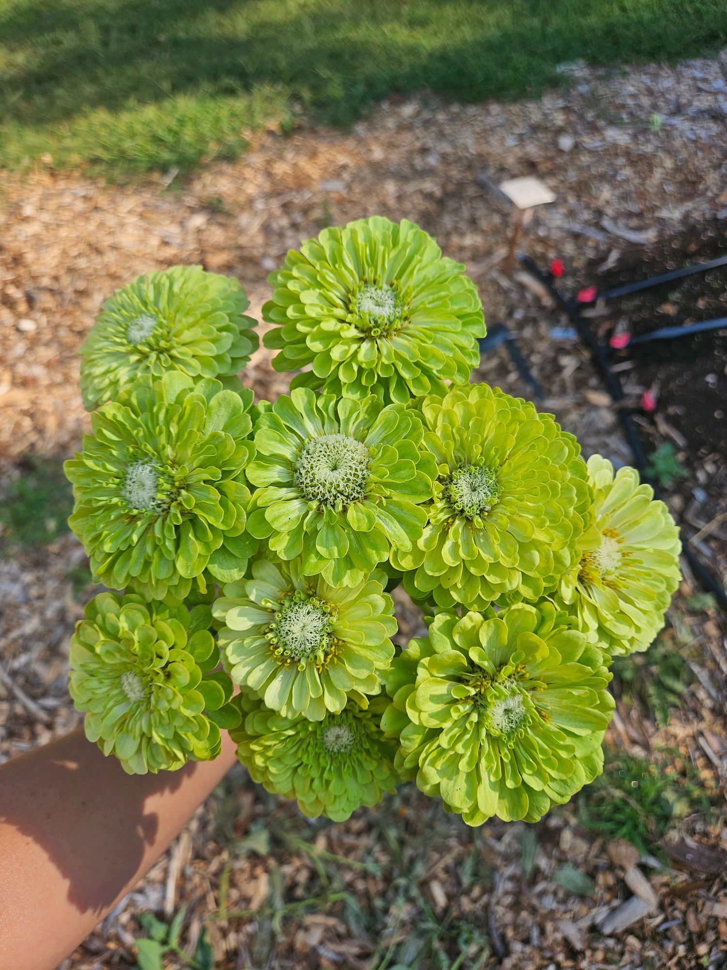 ZINNIA elegans Queeny Lime