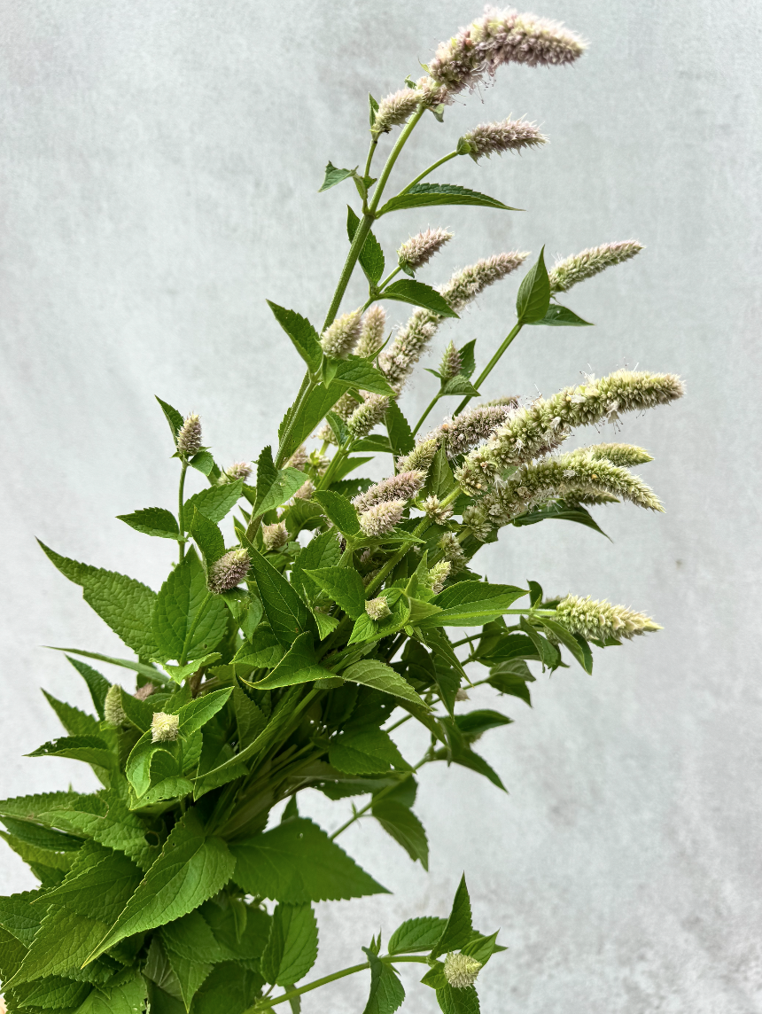 AGASTACHE foeniculum