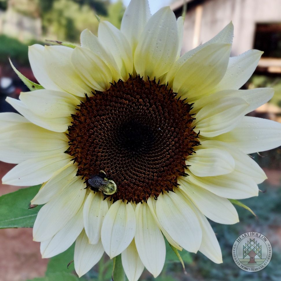 HELIANTHUS annuus ProCut White Nite