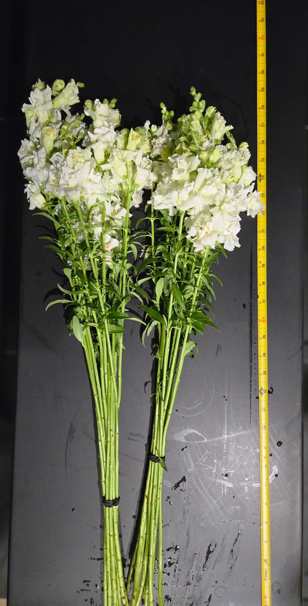 ANTIRRHINUM majus Madame Butterfly Ivory