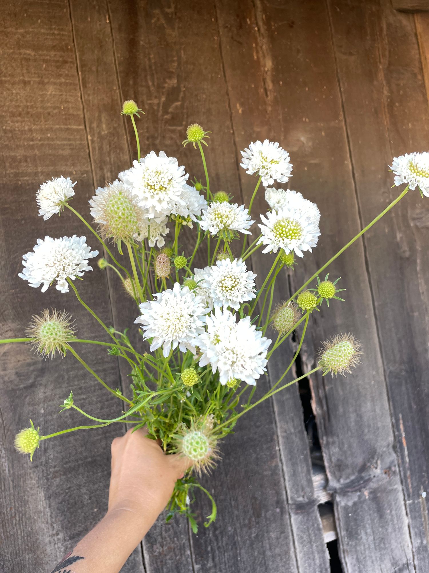 SCABIOSA atropurpurea Snowmaiden