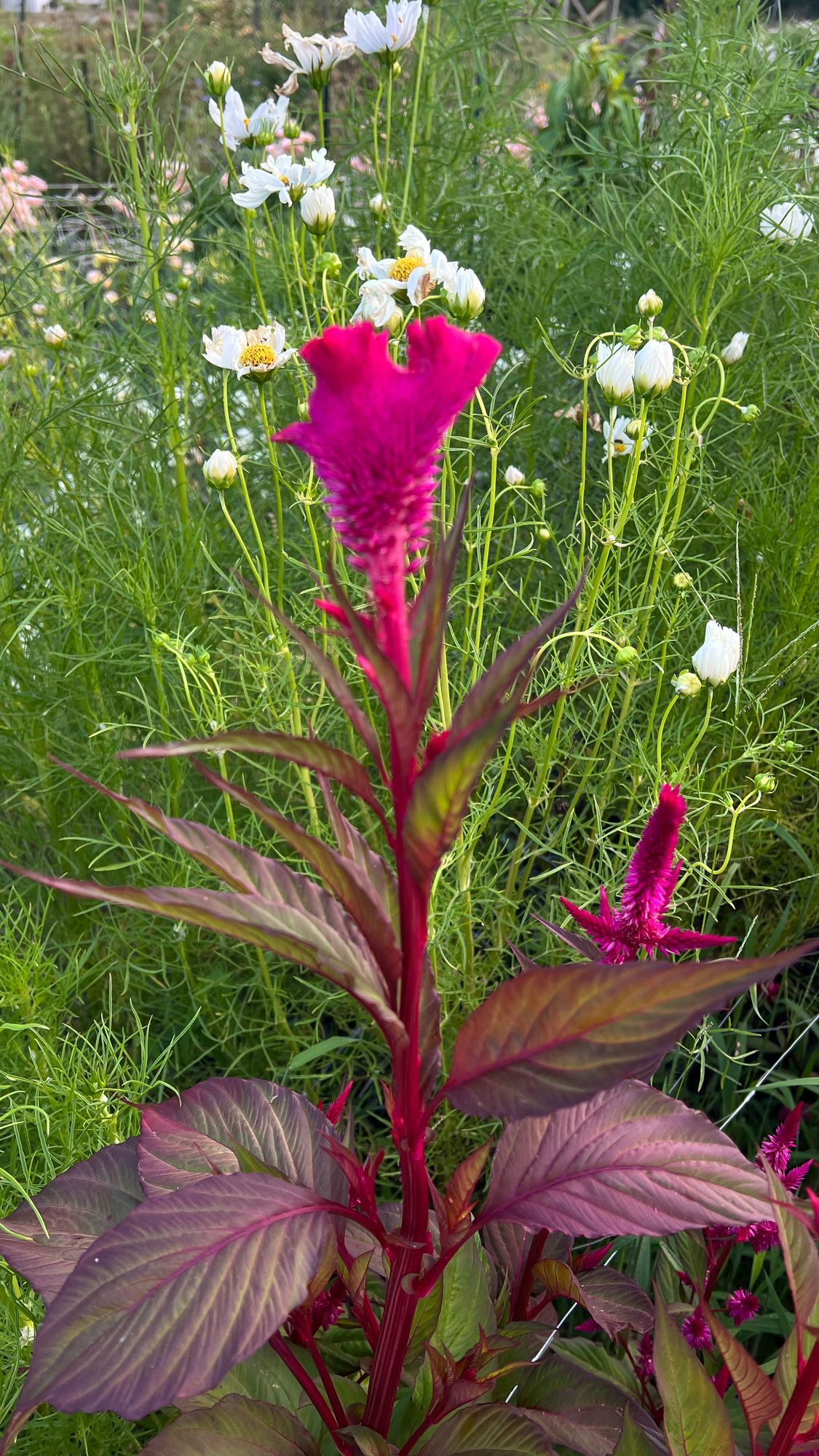 CELOSIA argentea