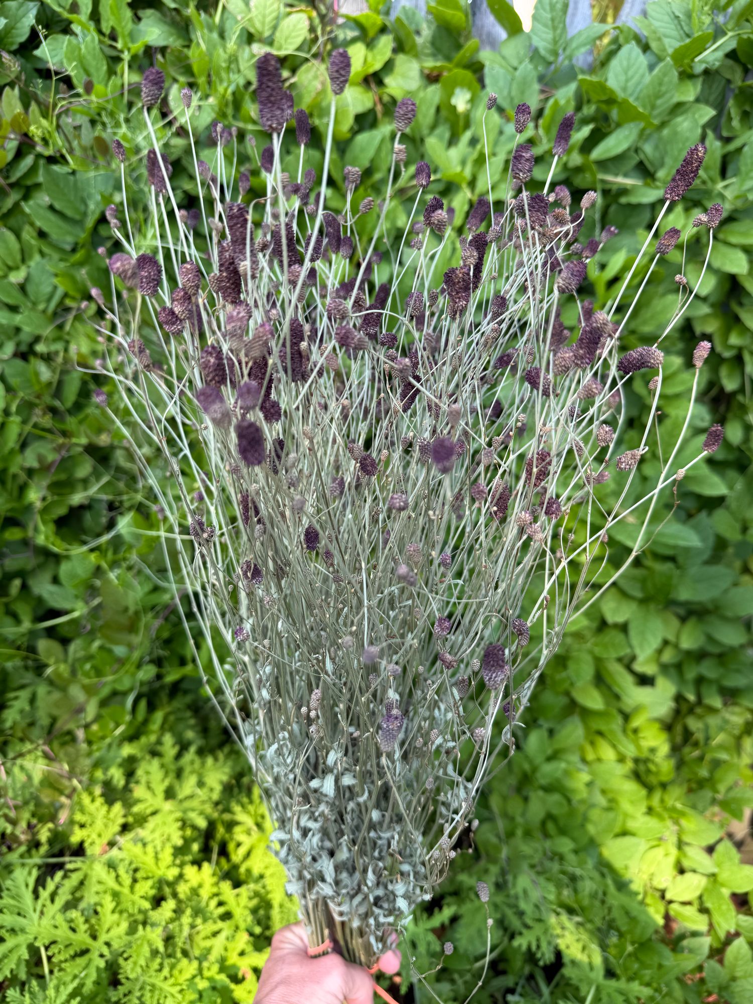 SANGUISORBA officinalis