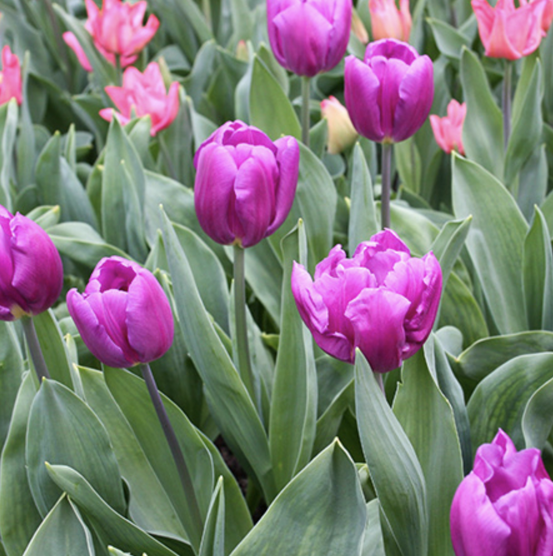 TULIPA