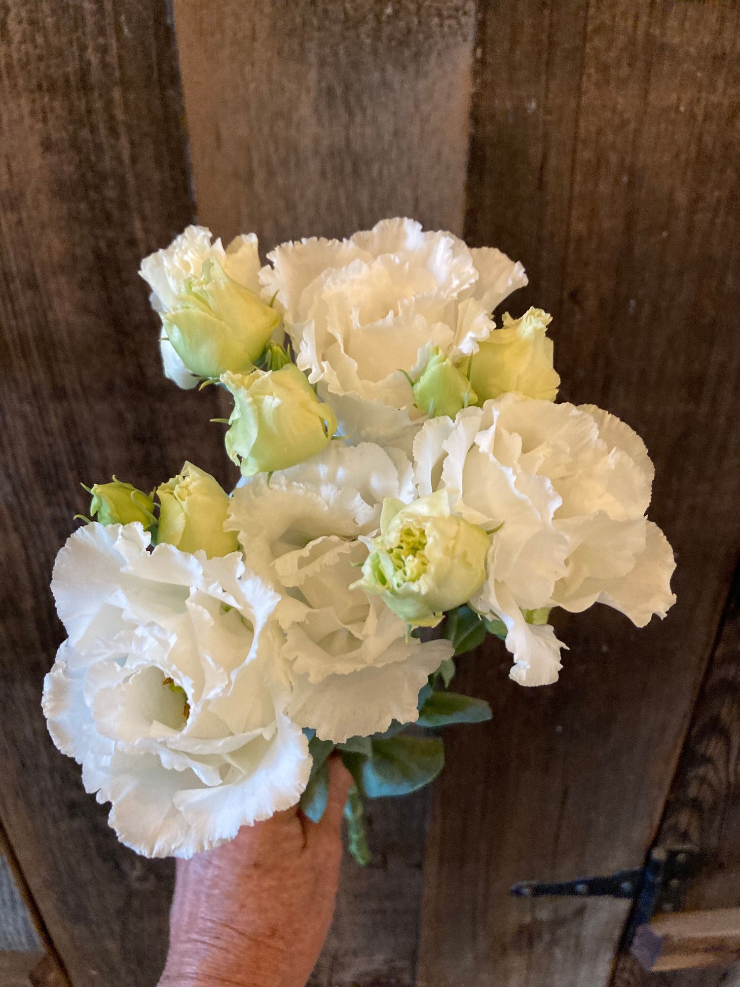 EUSTOMA grandiflorum Voyage