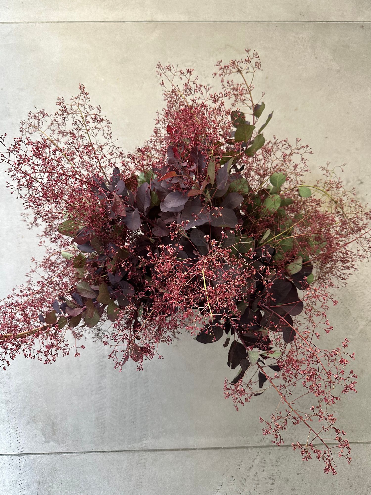 COTINUS coggygria Royal Purple