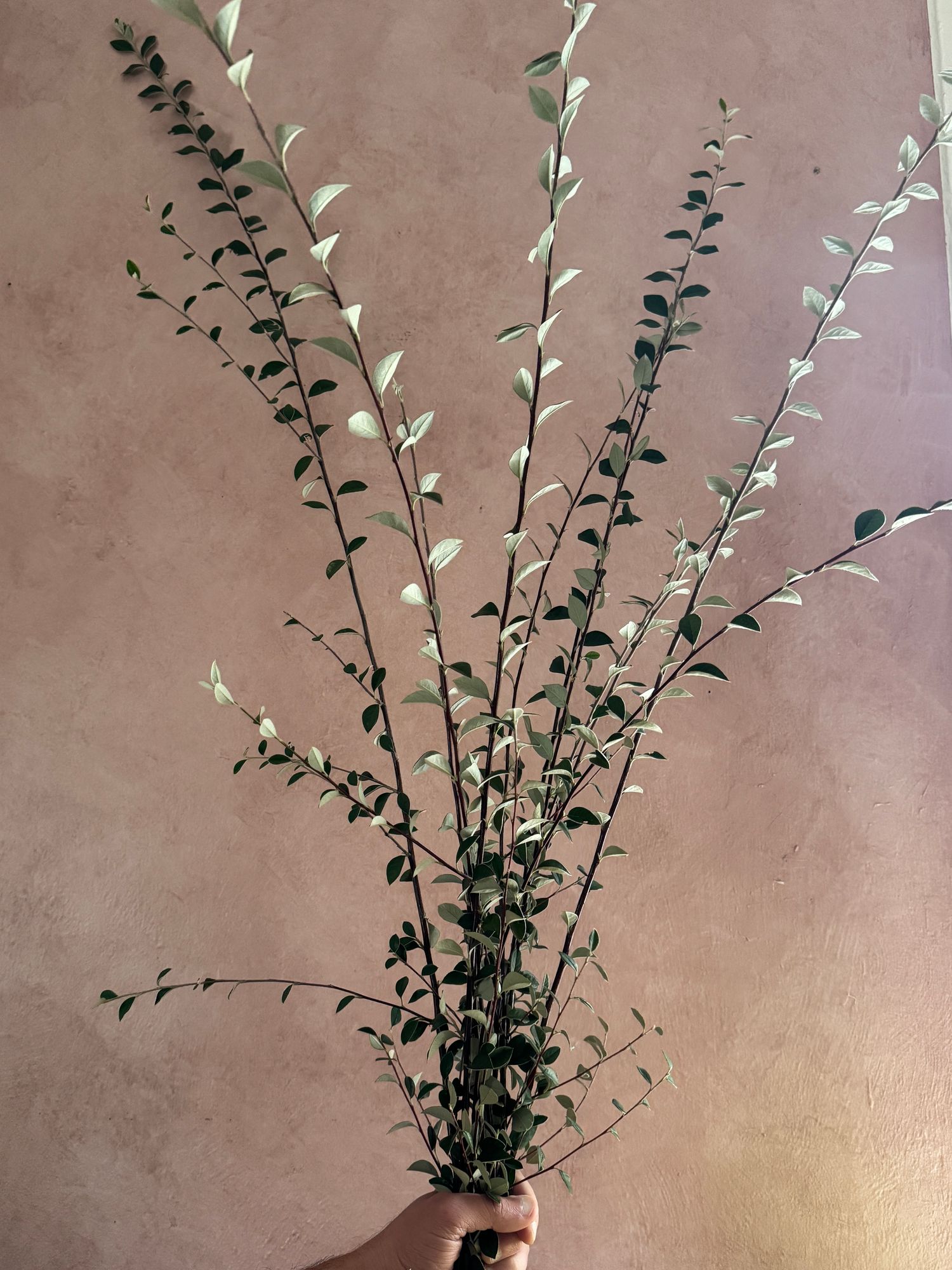 COTONEASTER salicifolius