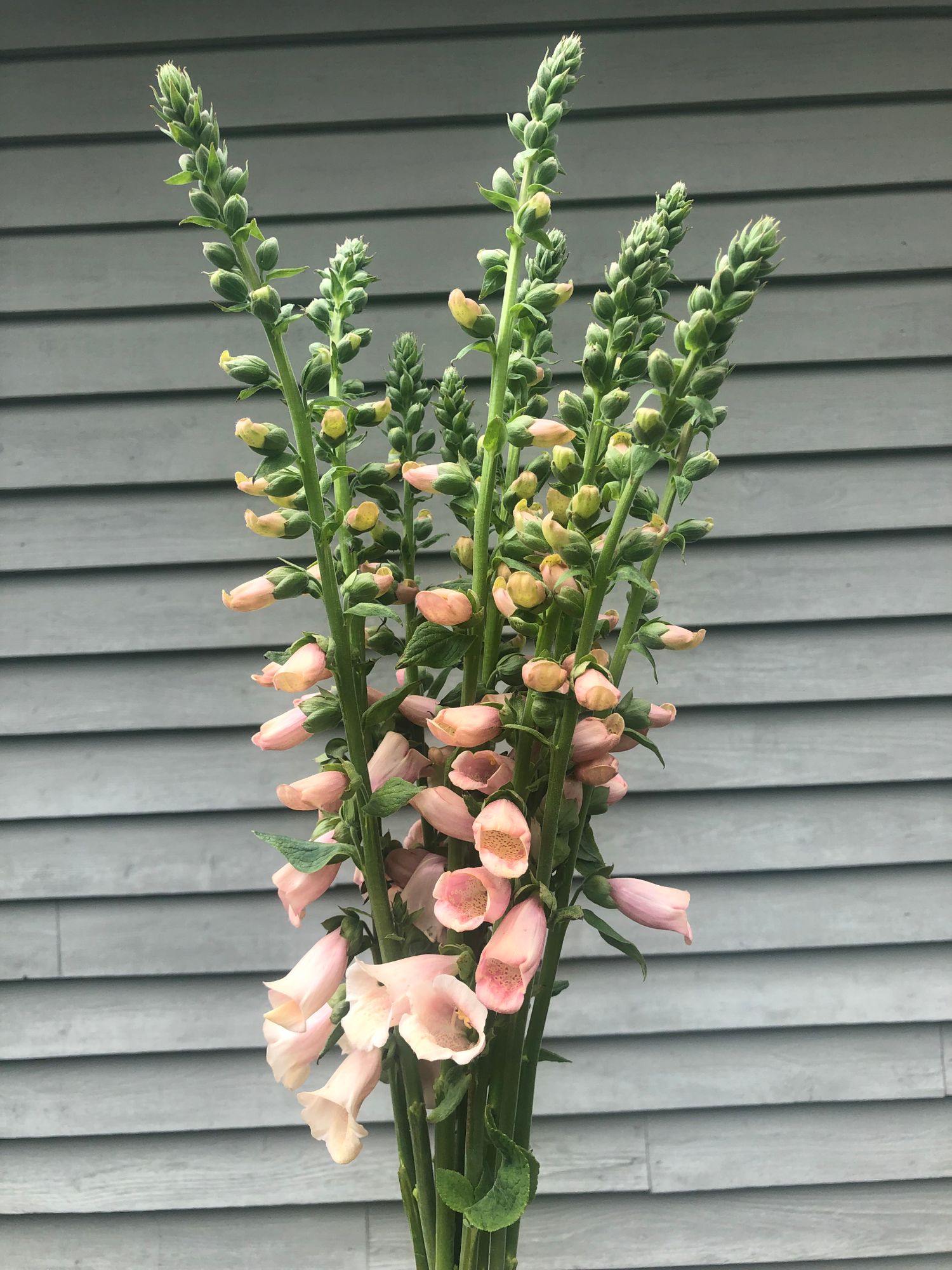 DIGITALIS purpurea Dalmatian