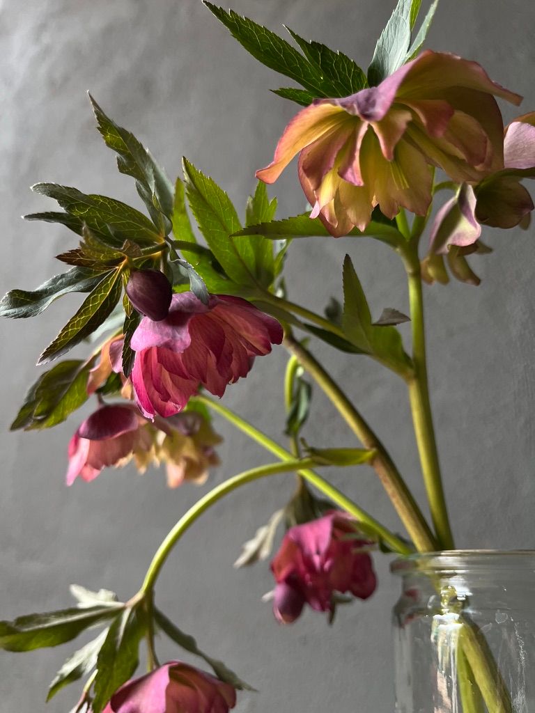 HELLEBORUS x hybridus