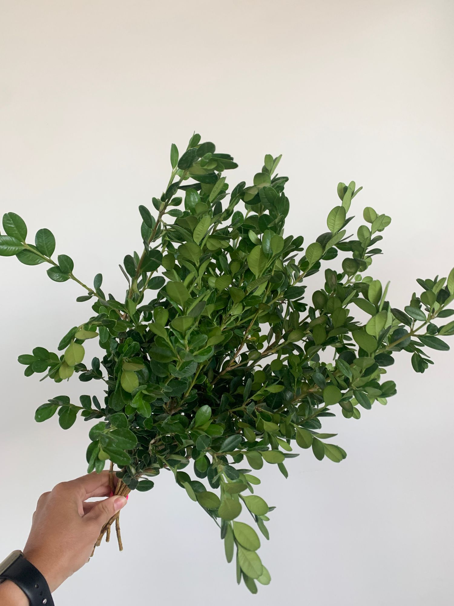 BUXUS