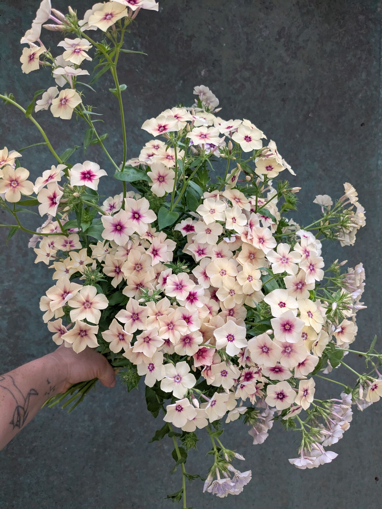 PHLOX drummondii Cherry Caramel