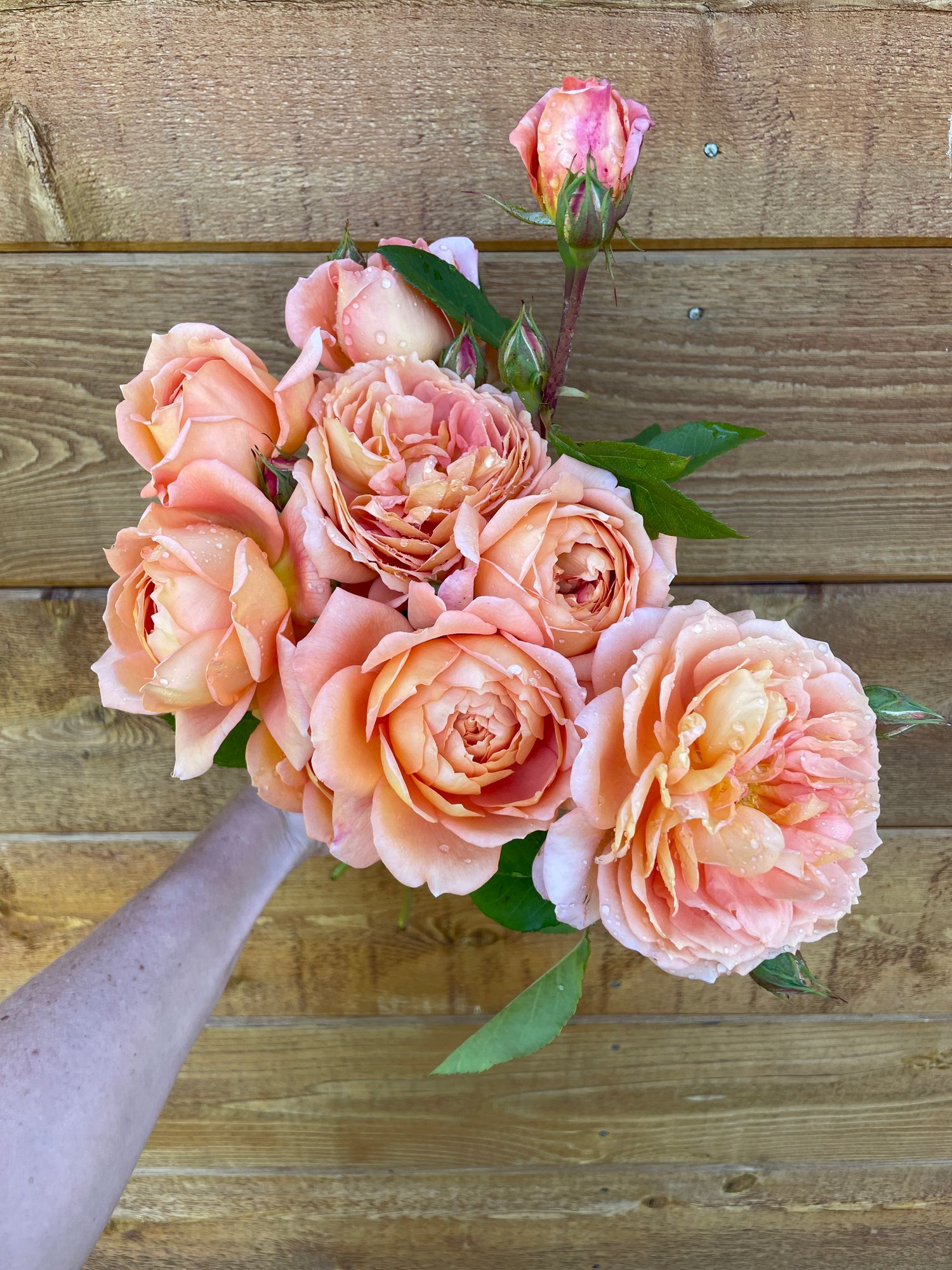 ROSA hybrida Carding Mill
