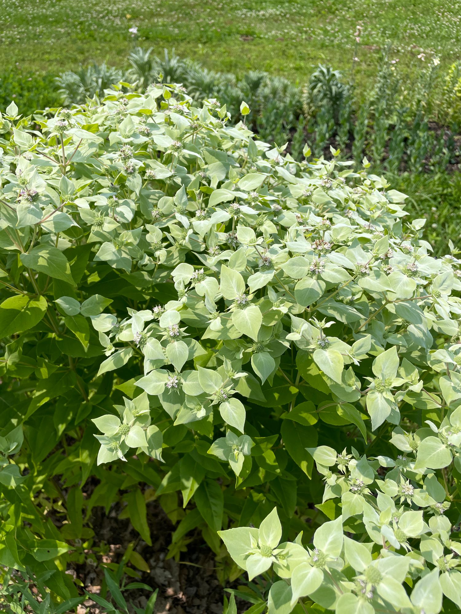 PYCNANTHEMUM muticum