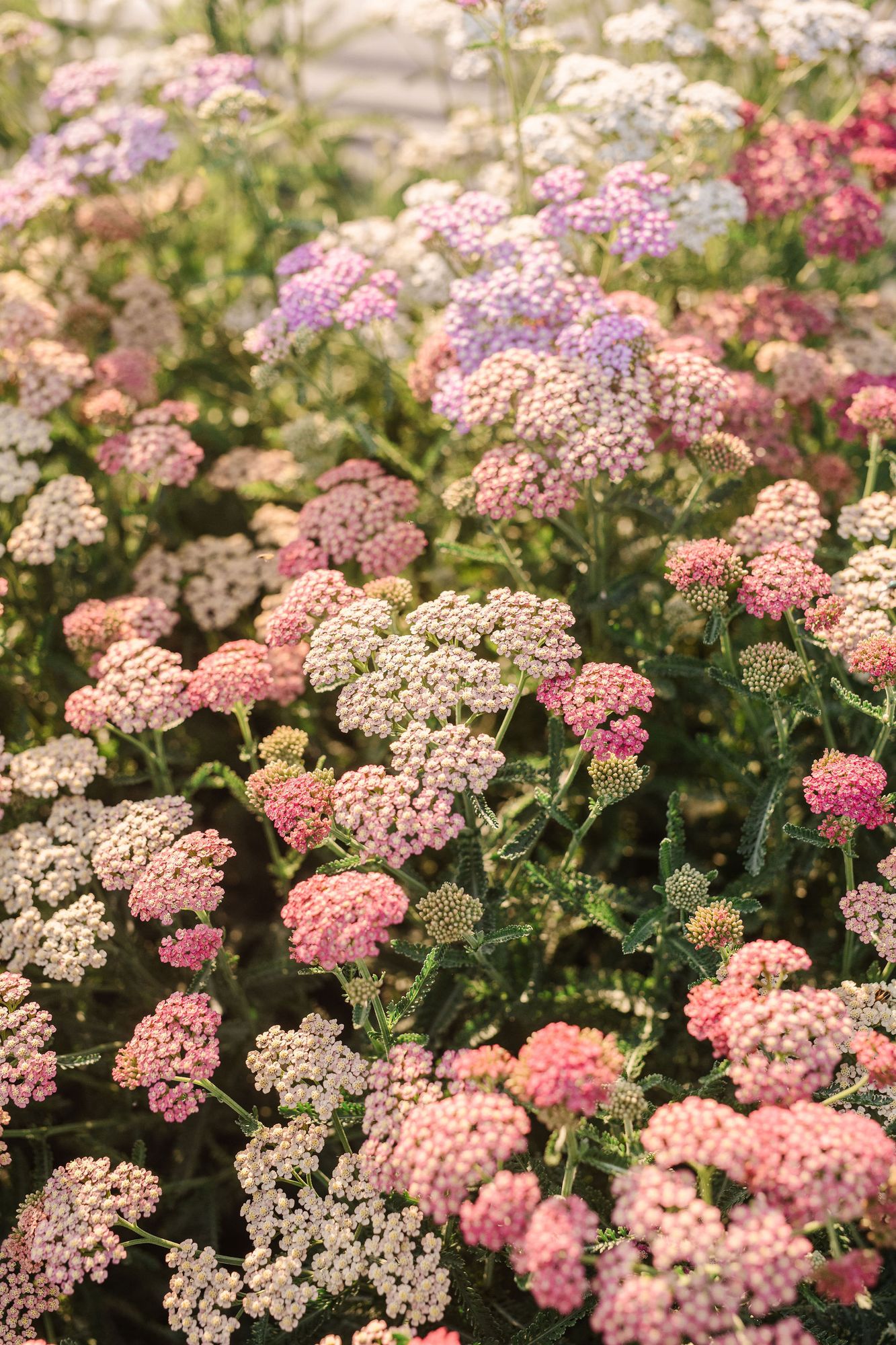 ACHILLEA millefolium Summer Pastels