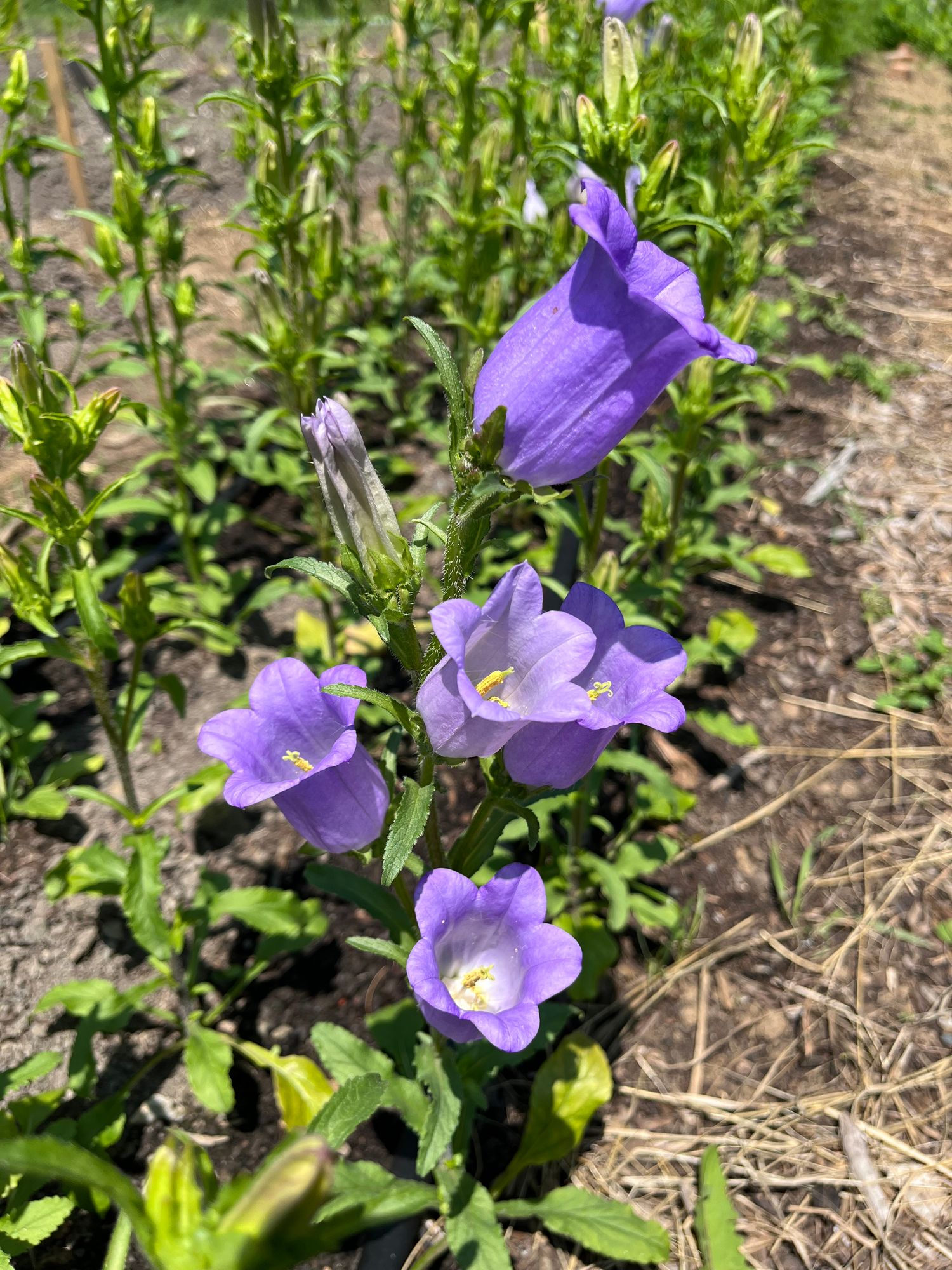 CAMPANULA medium Champion Lavender