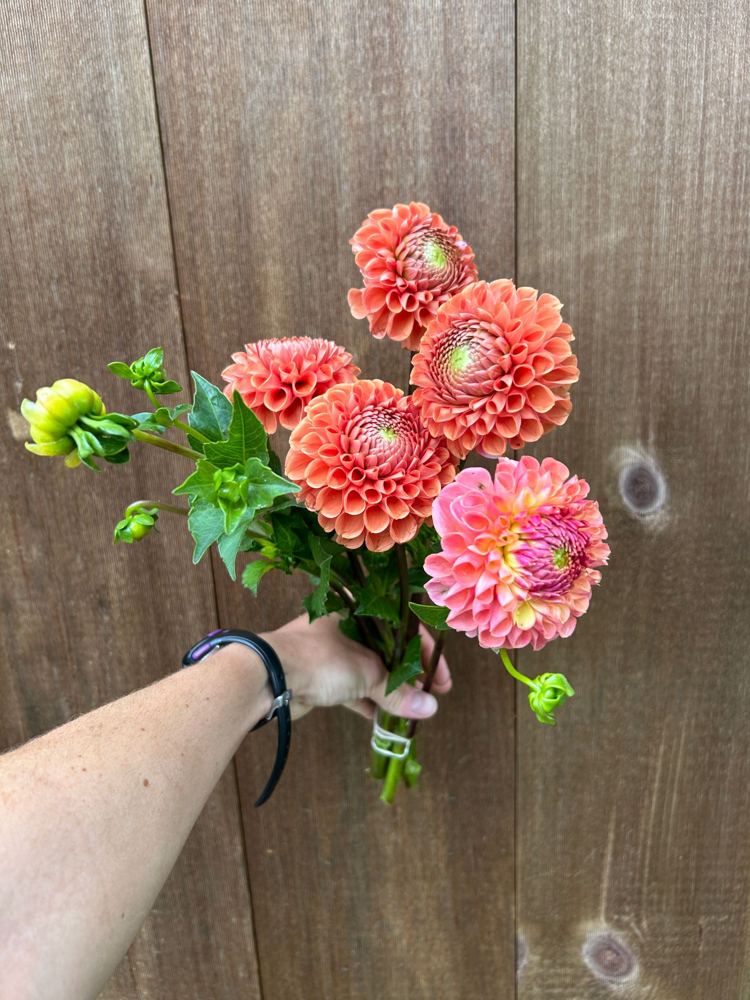DAHLIA Cornel Bronze