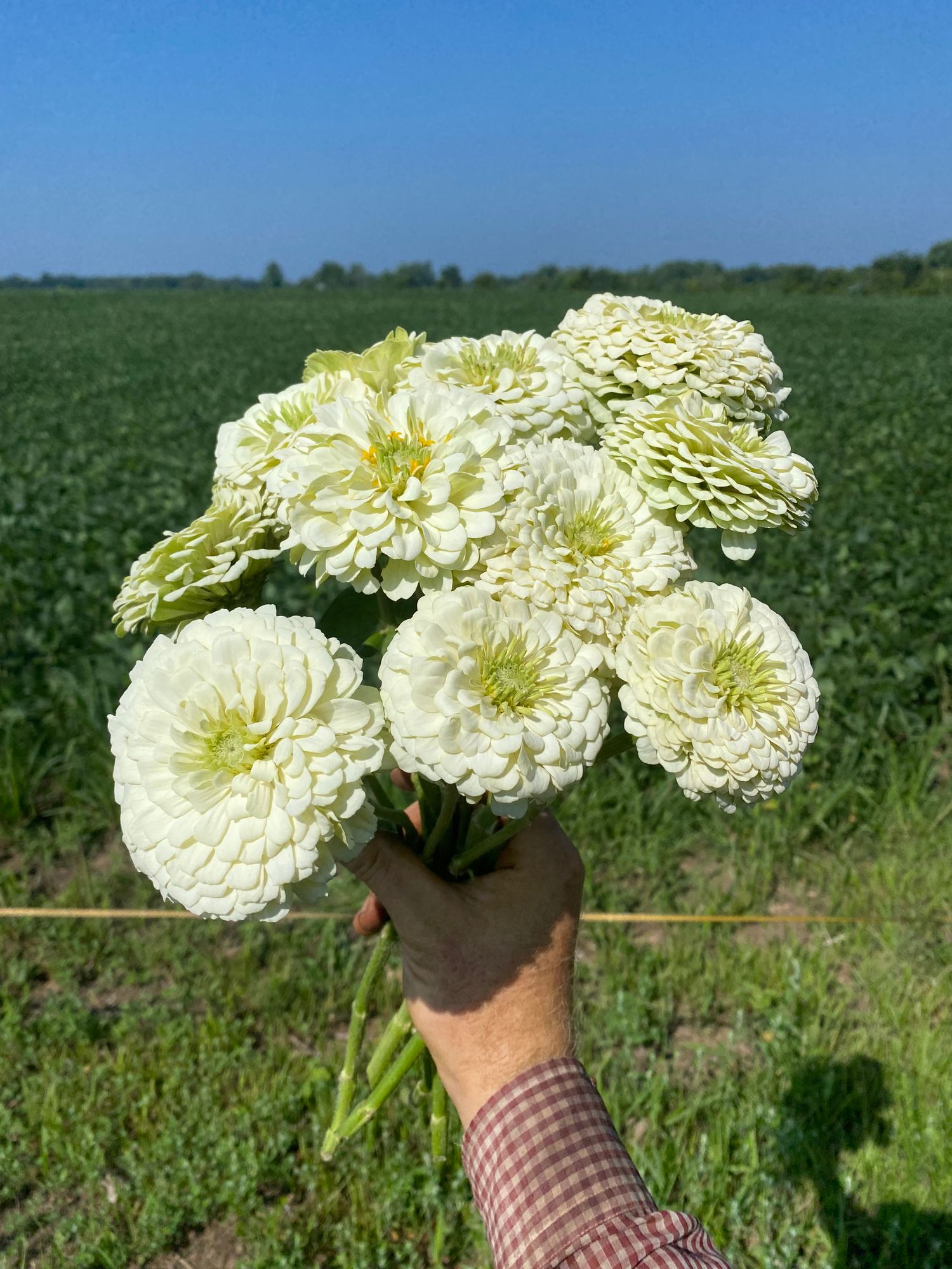 ZINNIA elegans Benarys Giant White
