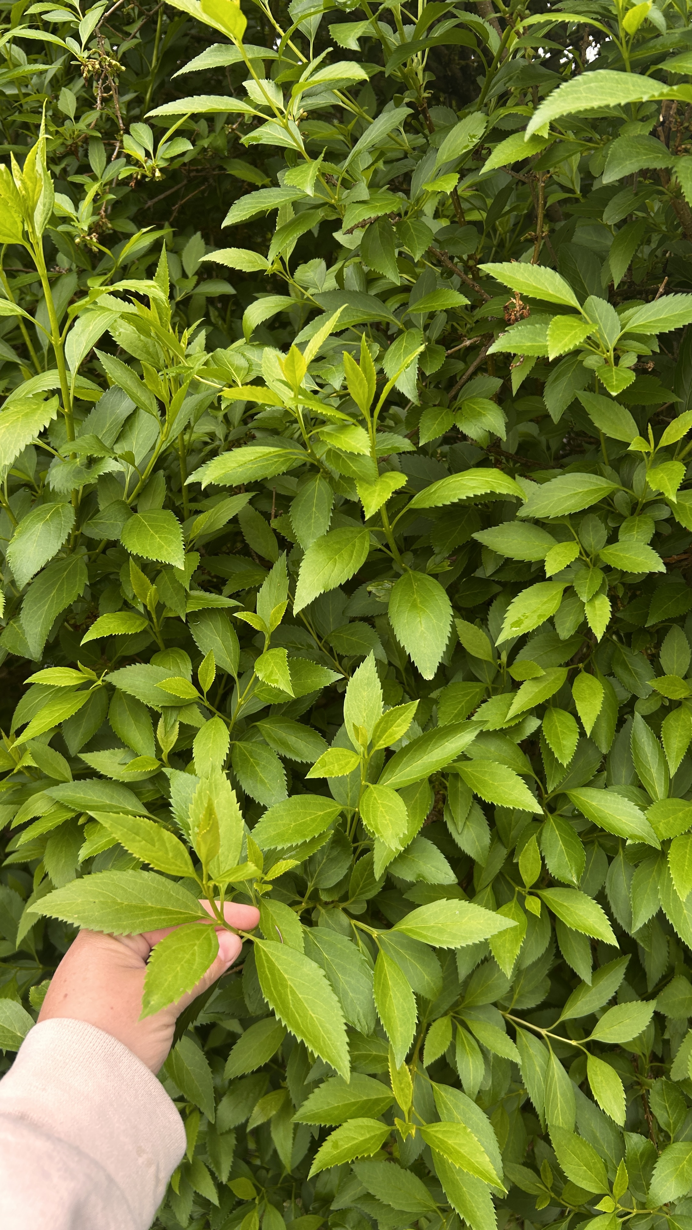 FORSYTHIA x intermedia Lynwood Gold