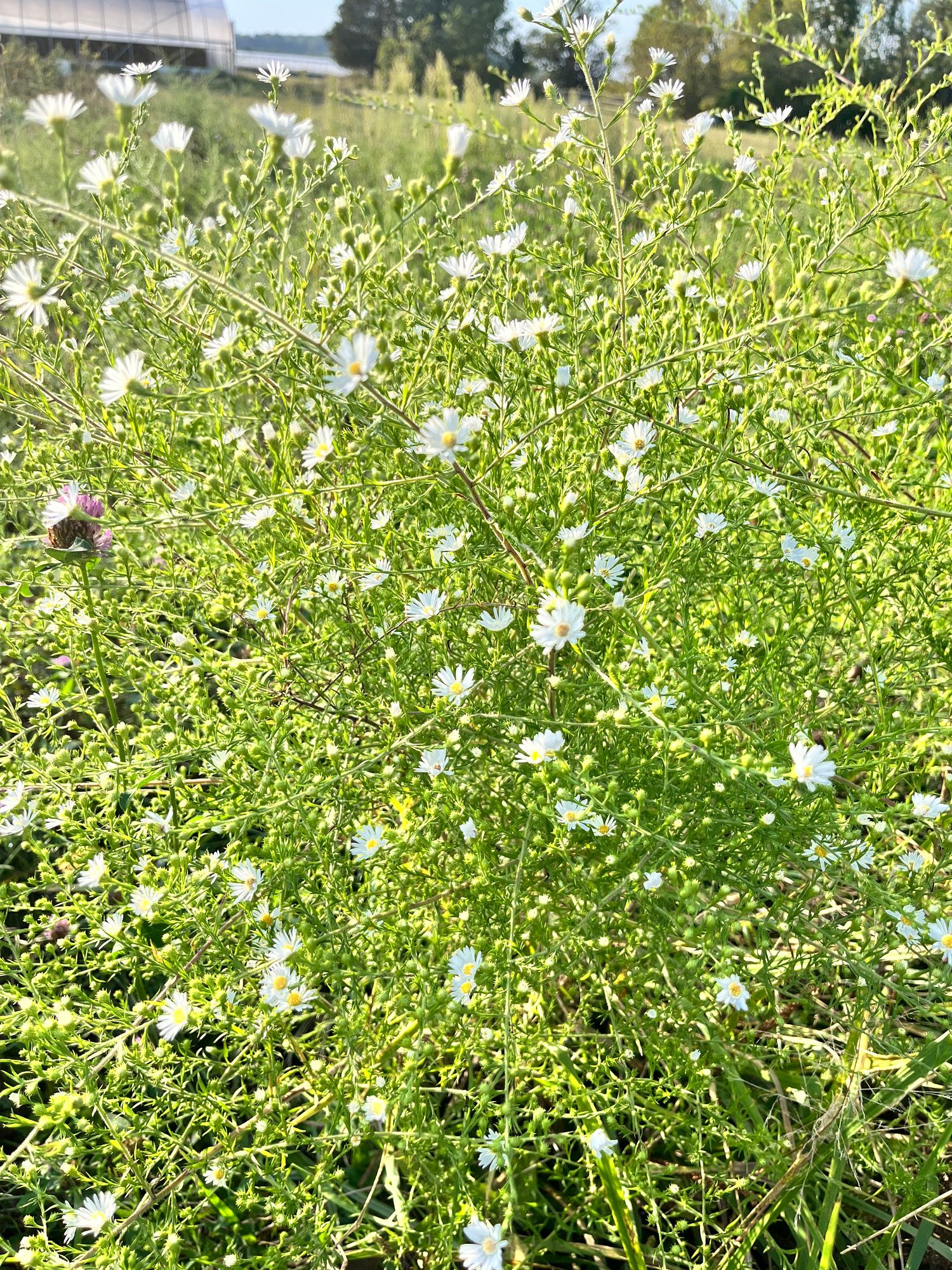 ASTER