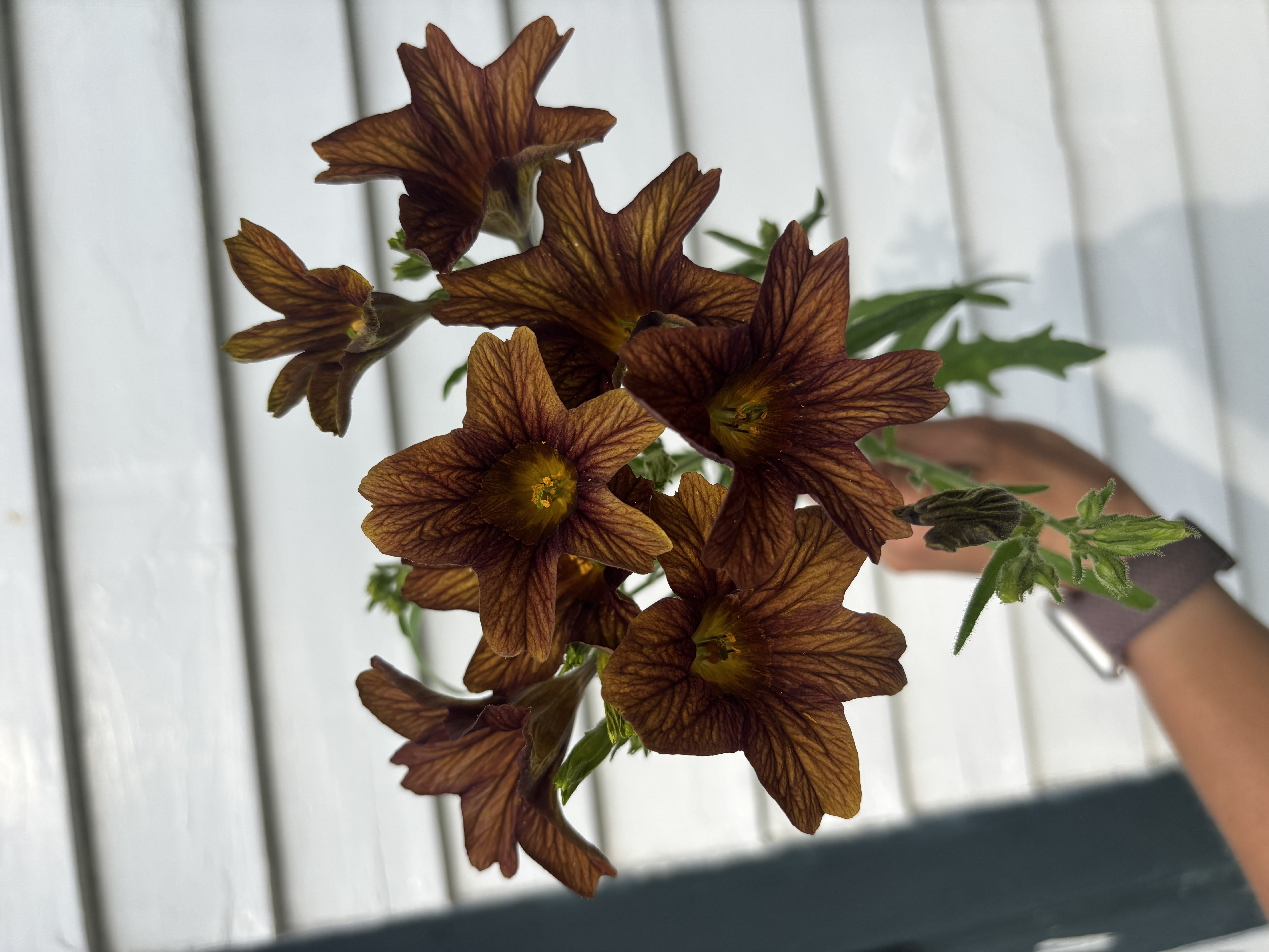 SALPIGLOSSIS sinuata Cafe au Lait