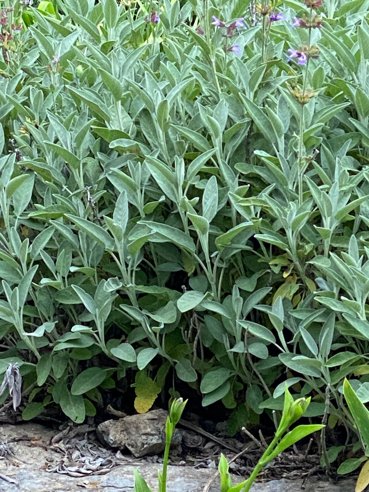 SALVIA officinalis