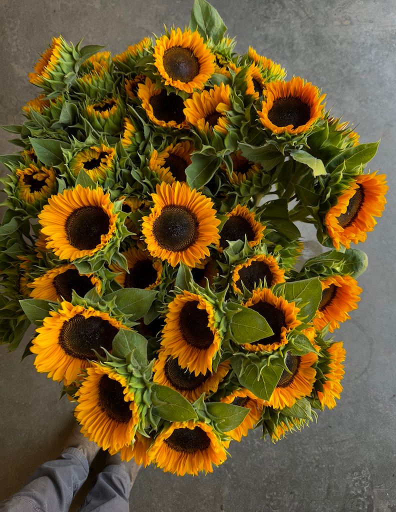 HELIANTHUS annuus Vincent's Choice