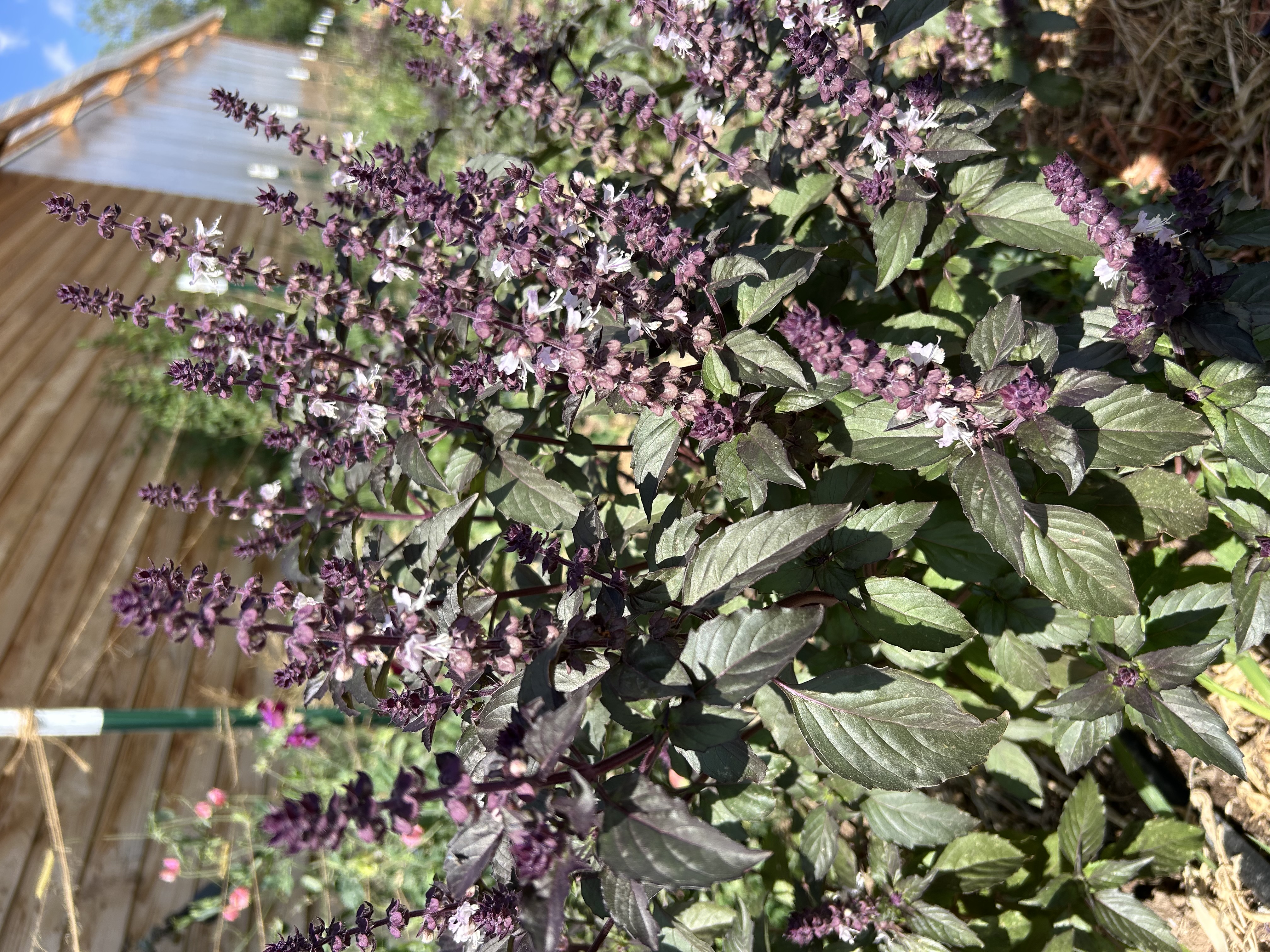 OCIMUM basilicum Aromatto