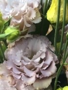 EUSTOMA grandiflorum Blue Chateau