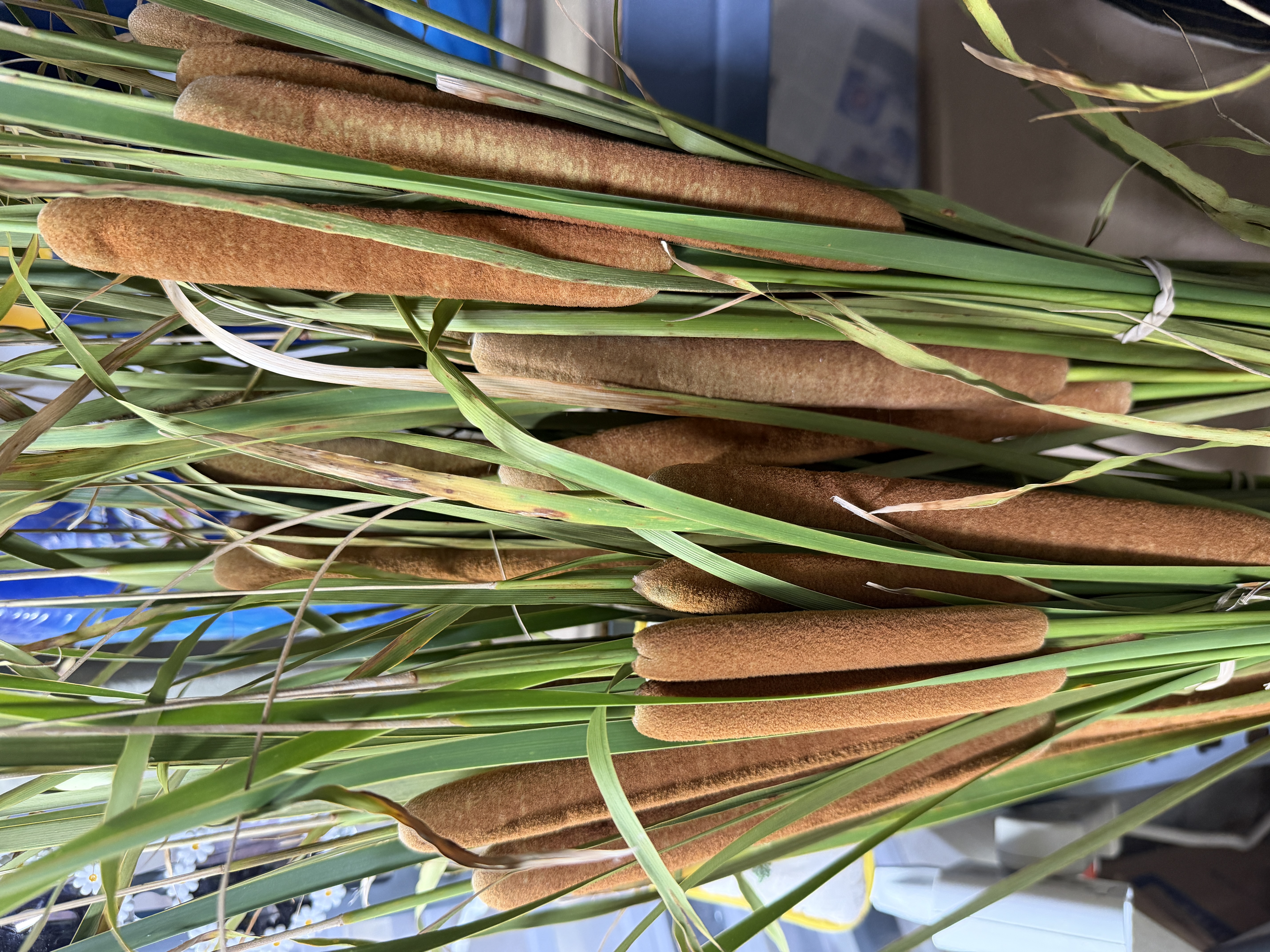 TYPHA angustifolia