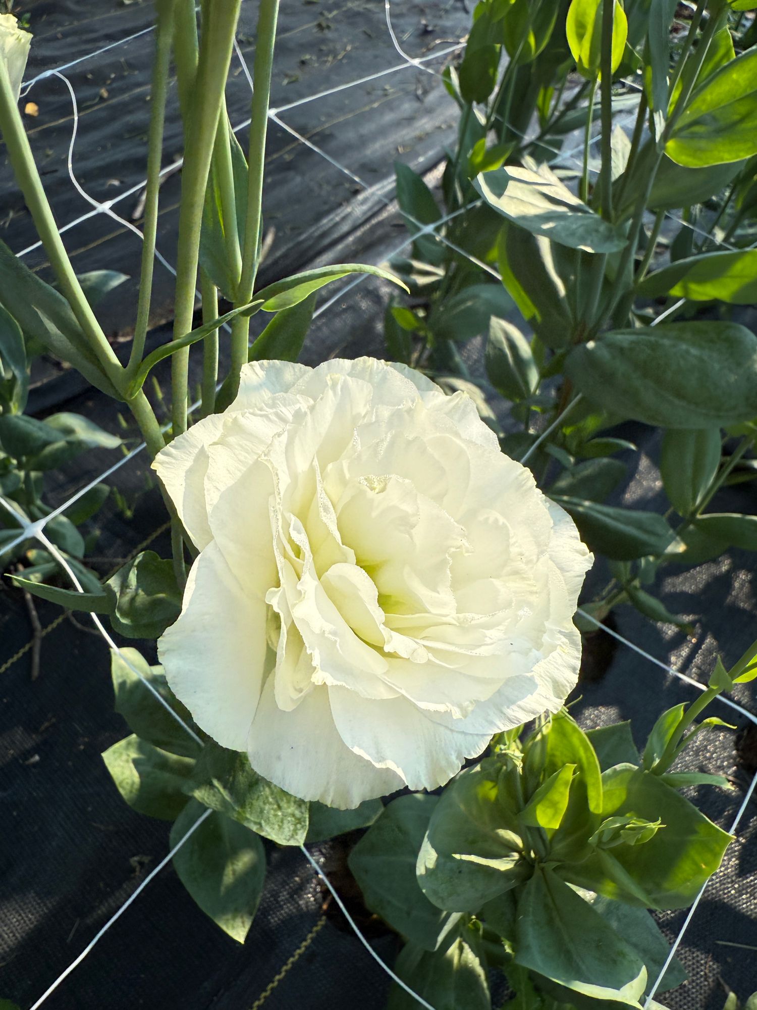EUSTOMA grandiflorum Echo White