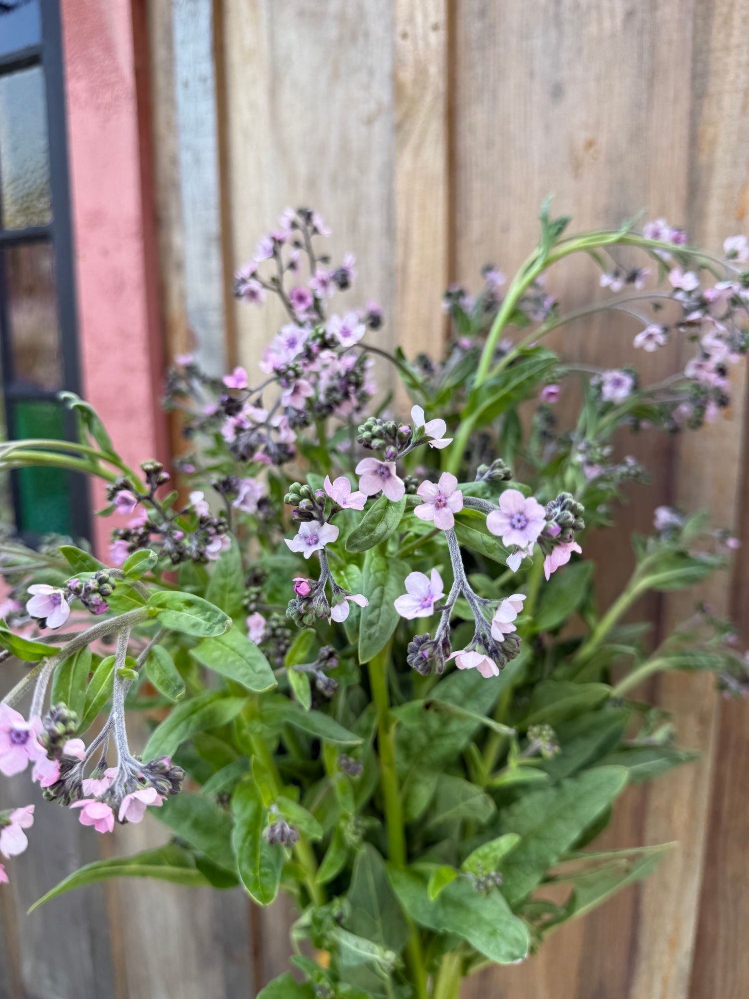 CYNOGLOSSUM amabile Mystery Rose