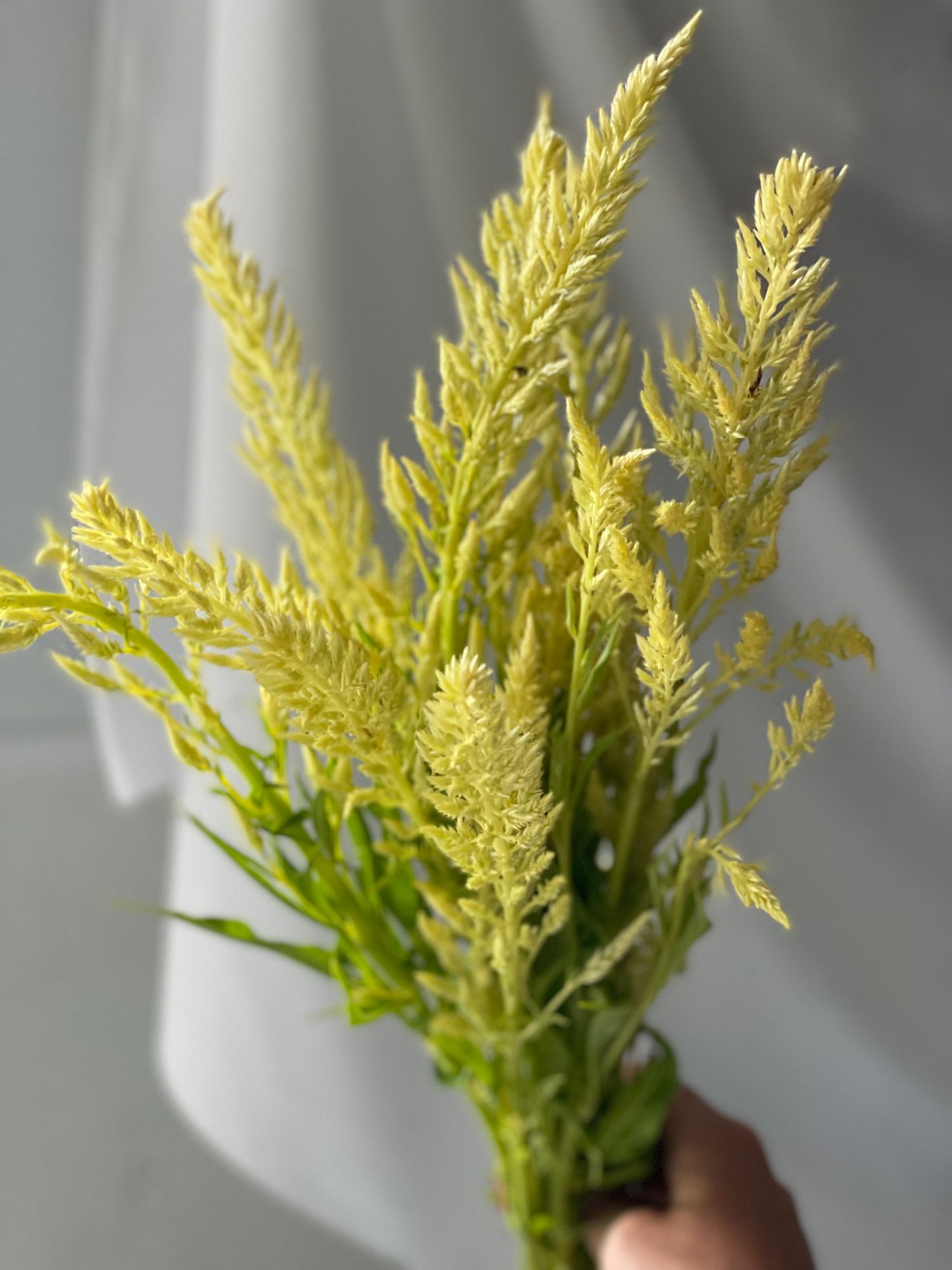 CELOSIA argentea var. plumosa Sylphid