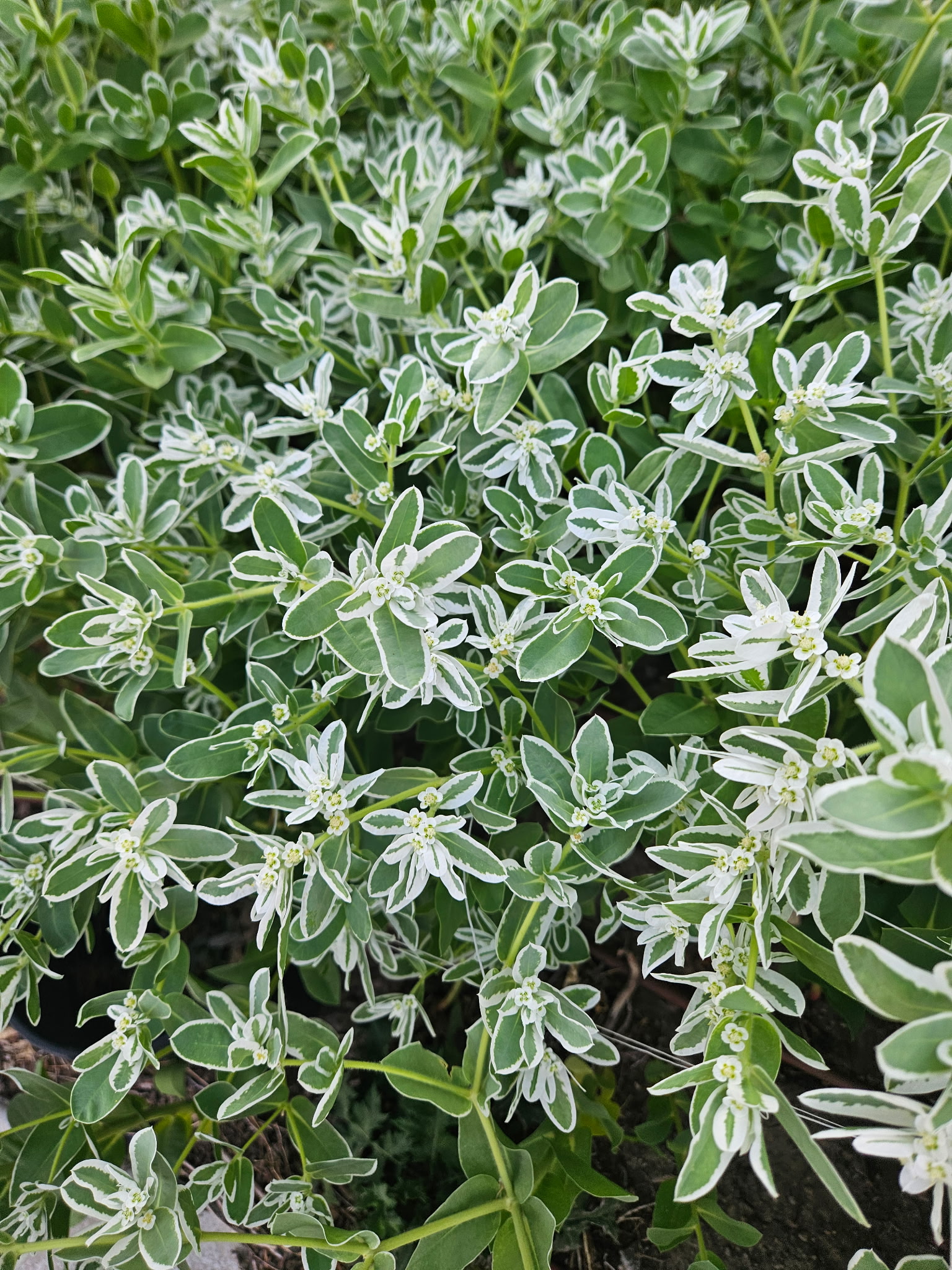 EUPHORBIA characias