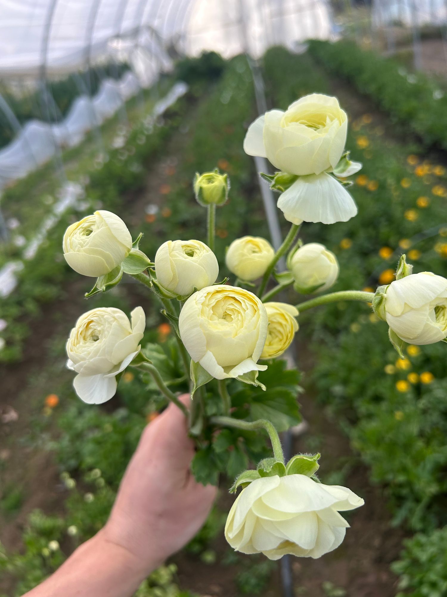 RANUNCULUS Elegance Crema