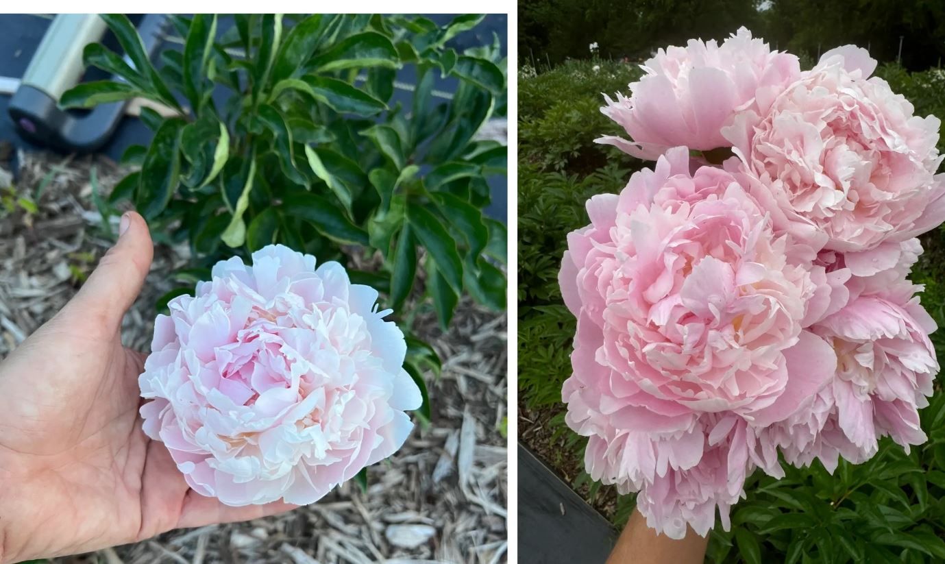 PAEONIA lactiflora Pillow Talk