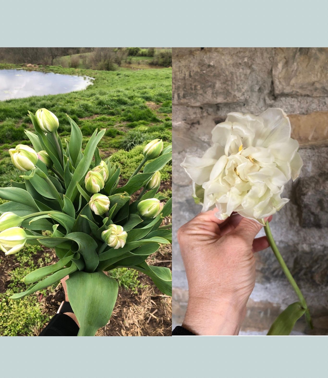 TULIPA Mondial