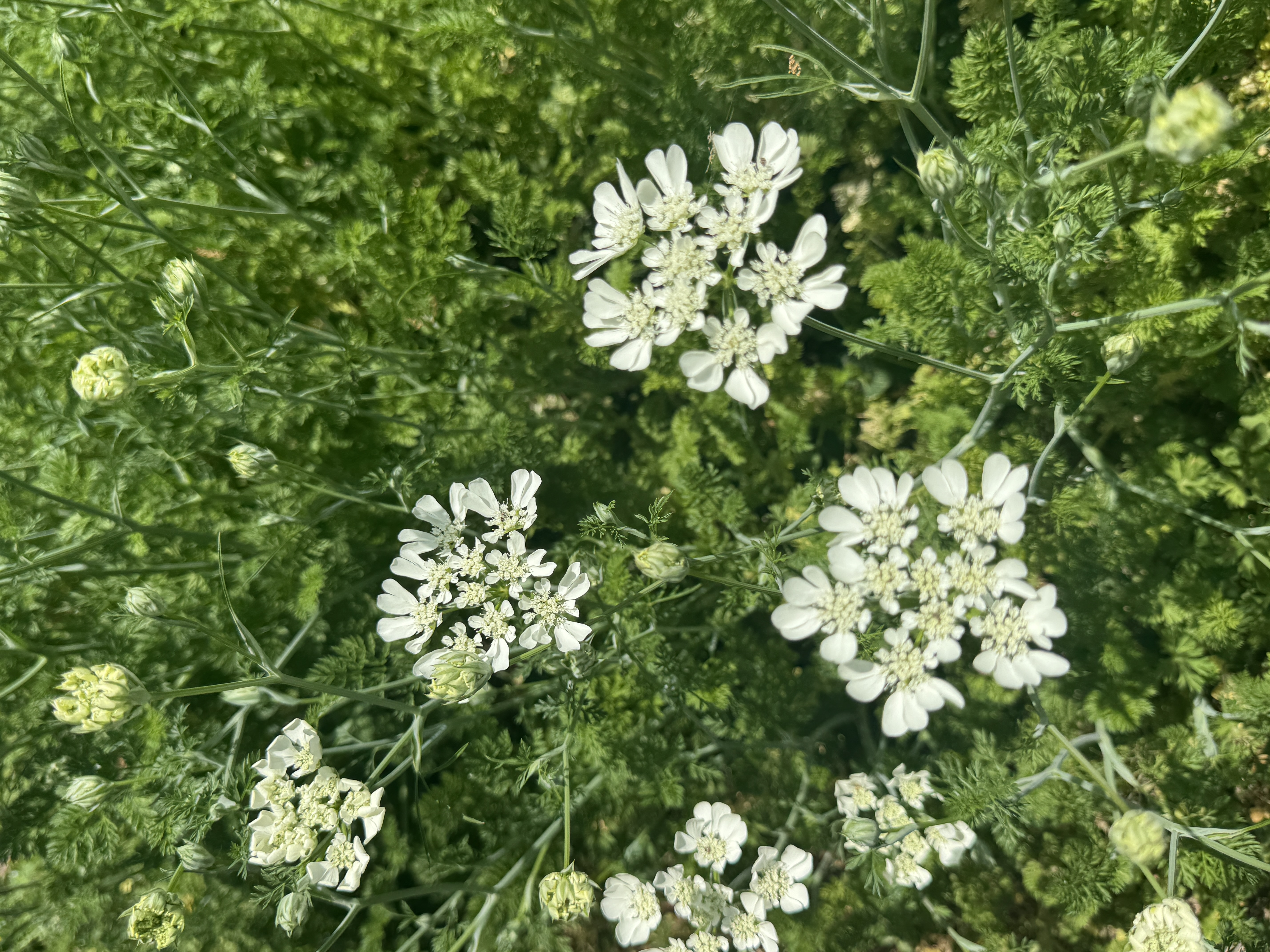 ORLAYA grandiflora