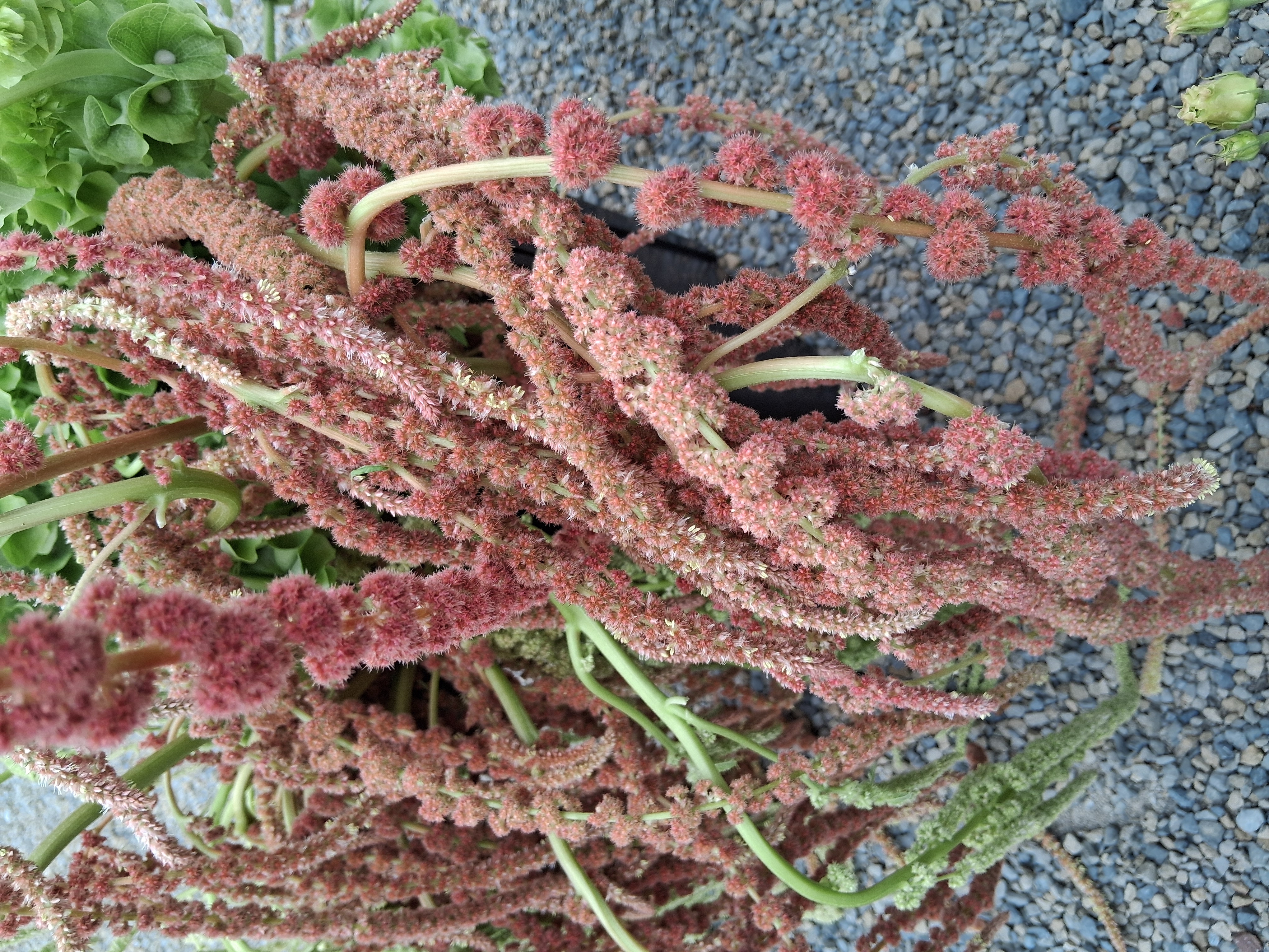 AMARANTHUS caudatus Coral Fountains