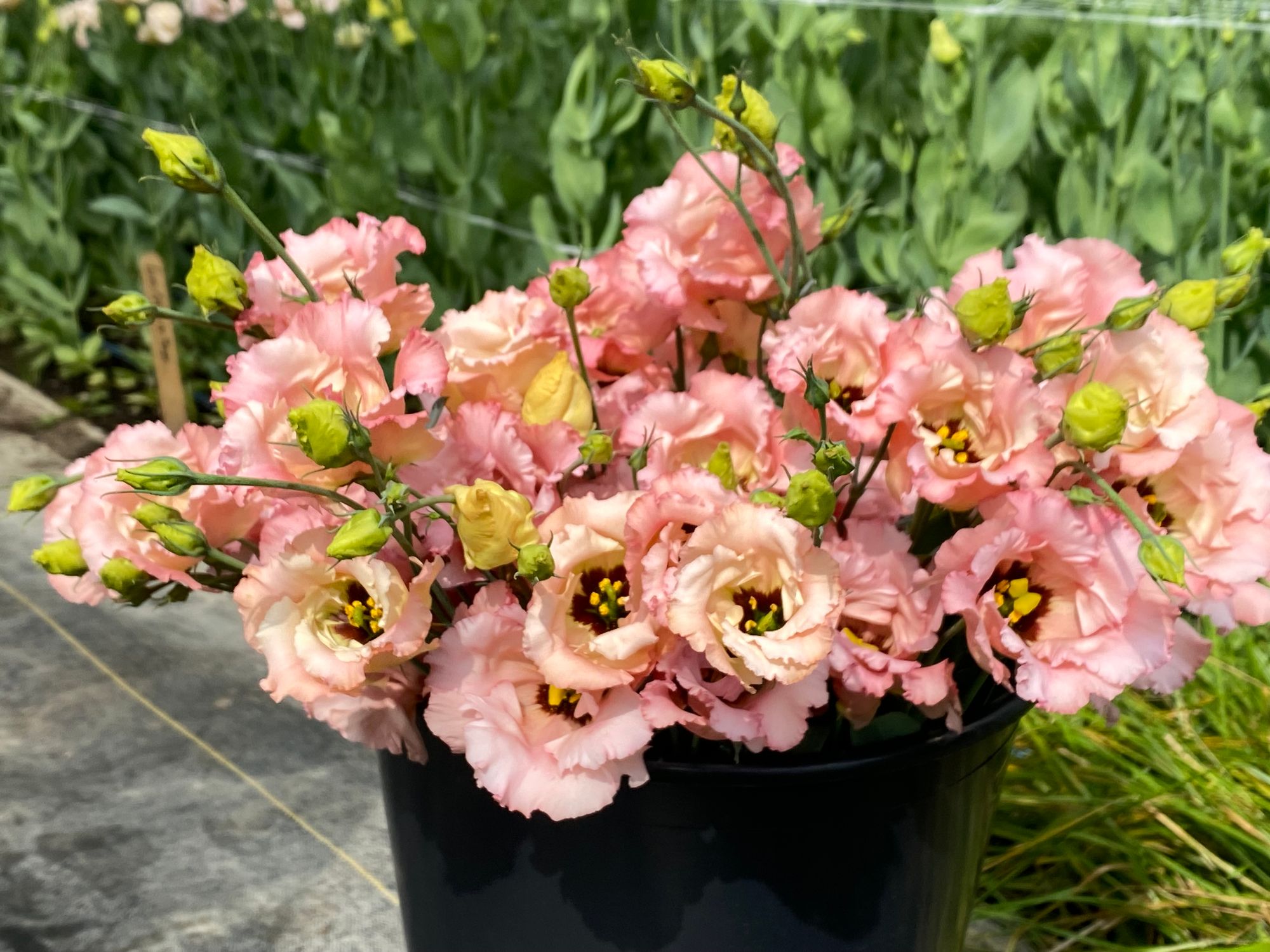 EUSTOMA grandiflorum Falda