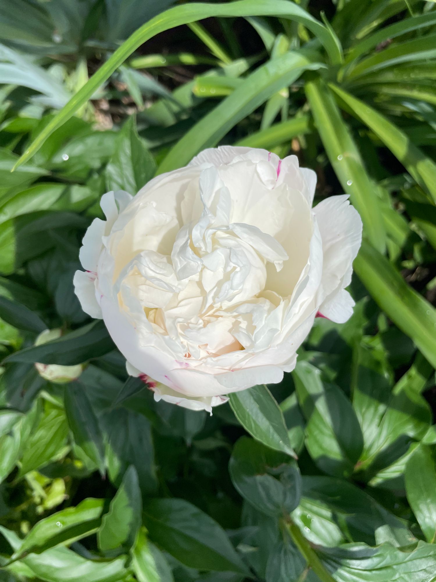 PAEONIA lactiflora Festiva Maxima