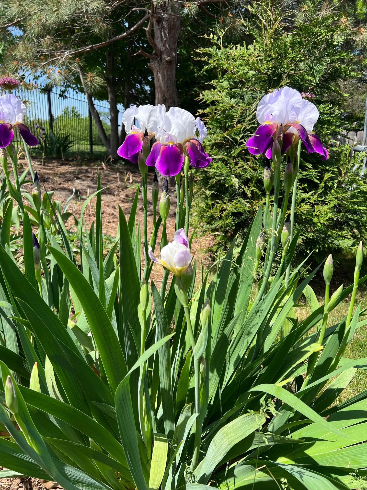 IRIS germanica