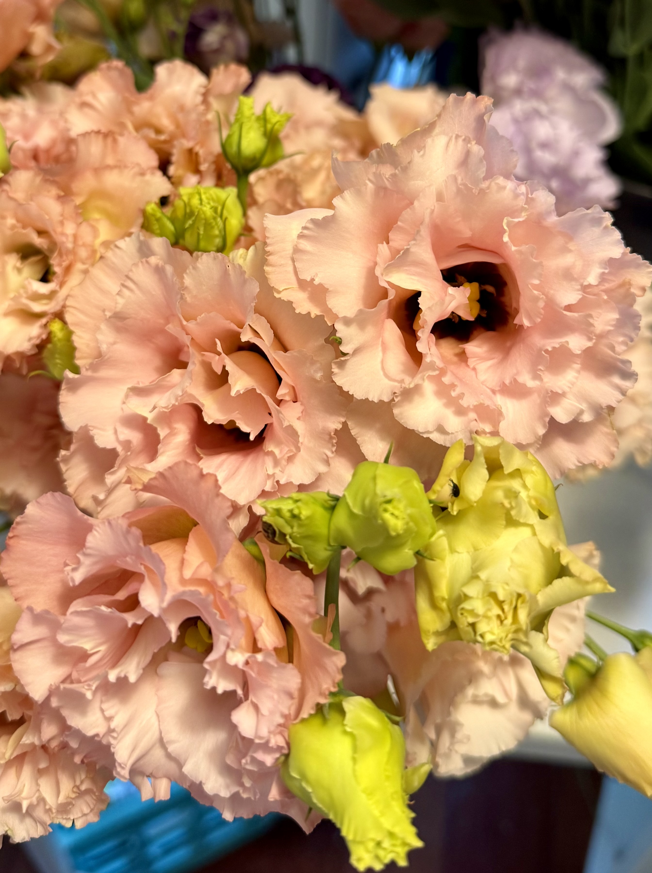 EUSTOMA grandiflorum Voyage Light Apricot
