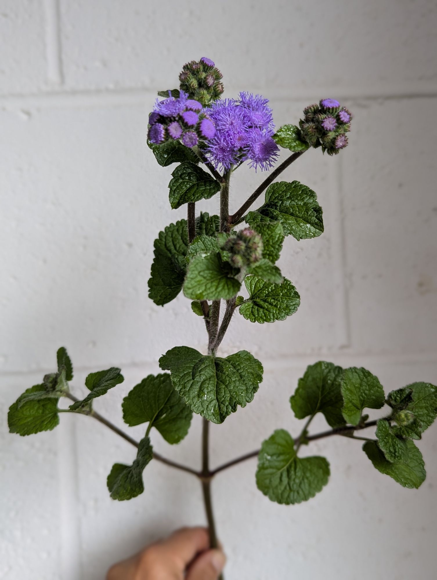 AGERATUM houstonianum Blue Horizon