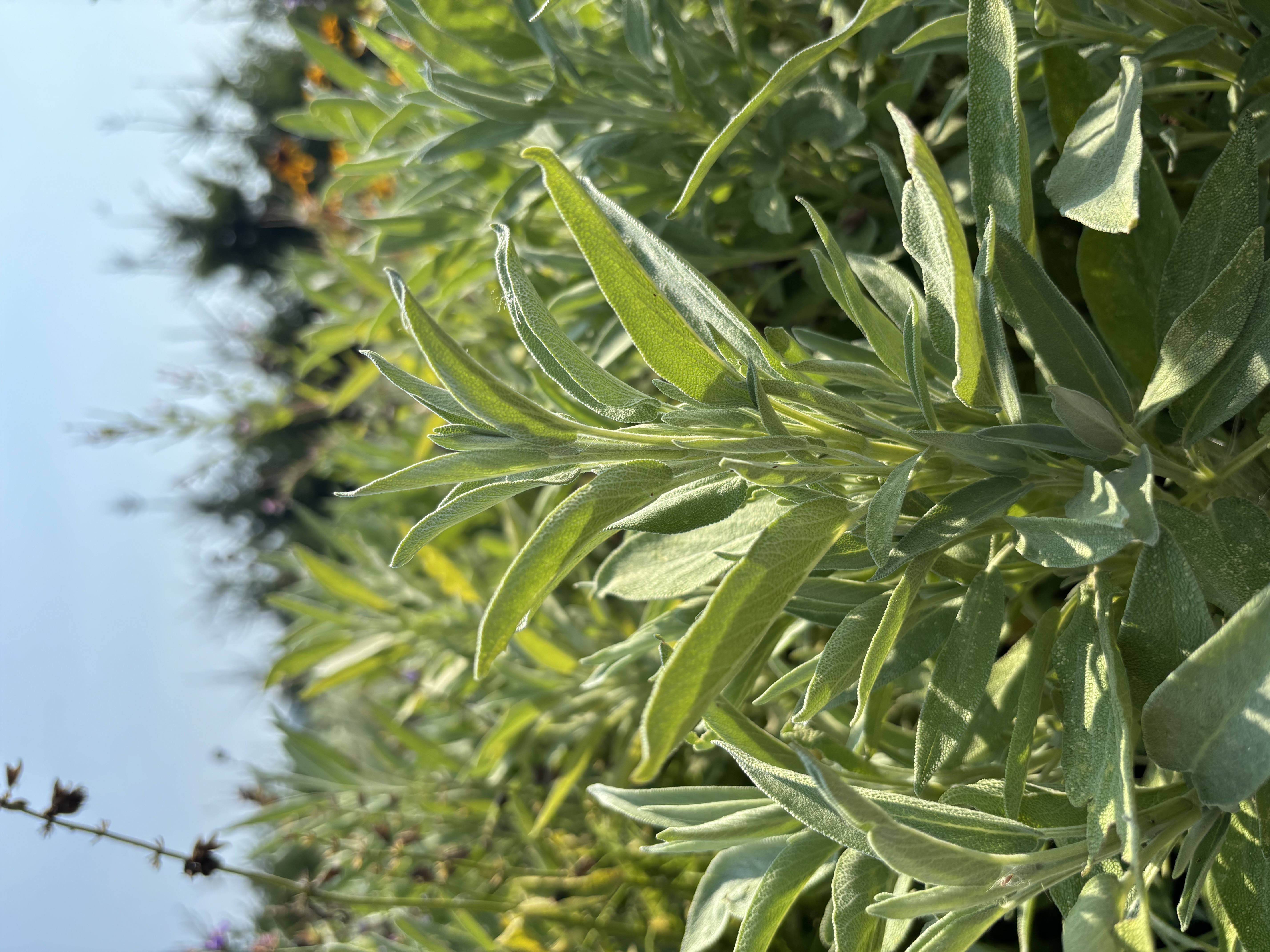 SALVIA nemorosa Caradonna