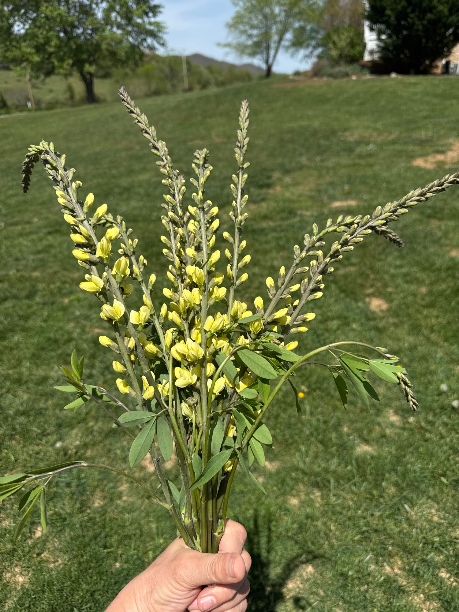 BAPTISIA x Lemon Meringue