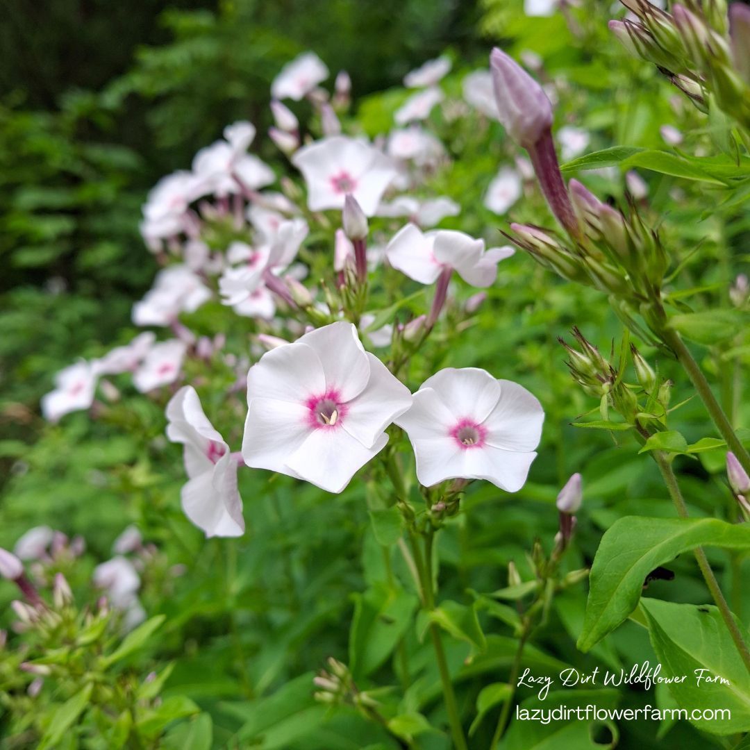 PHLOX paniculata