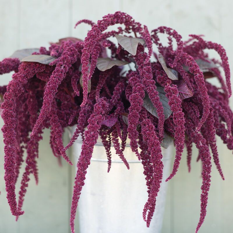 AMARANTHUS cruentus Hopi Red Dye